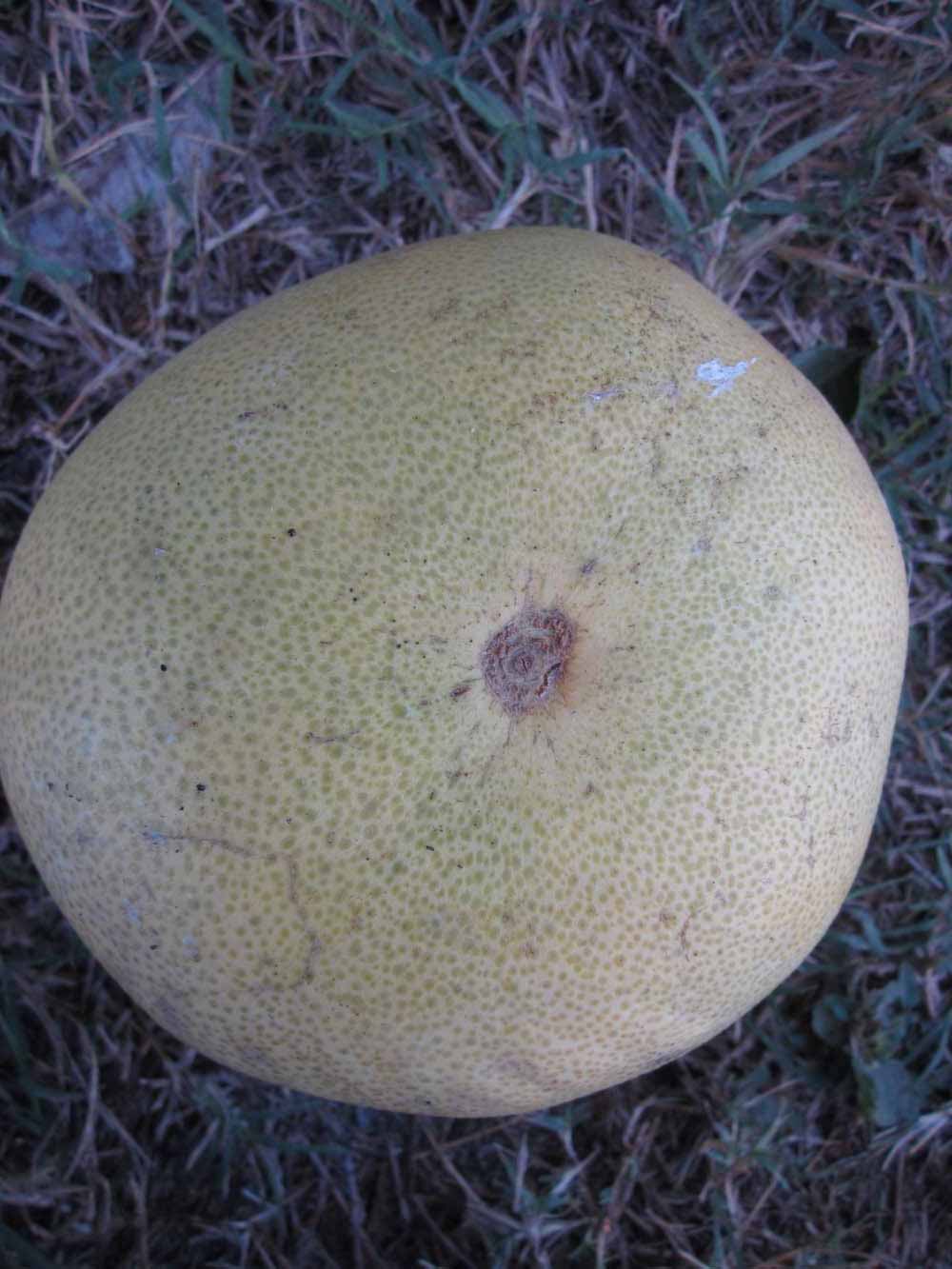            Fruit (Winter Haven, FL)   